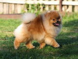 Spitz Nain Pomeranian pour saillie