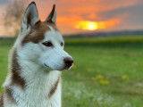 Rex, Husky Sibérien disponible pour saillie