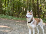 Rex, Husky Sibérien disponible pour saillie