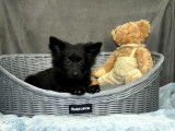 Vente d’un chiot type Spitz Danois noir né en 2021 non LOF