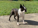 Gentil Boston Terrier en pleine forme pour saillie