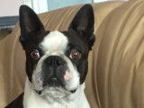 Gentil Boston Terrier en pleine forme pour saillie
