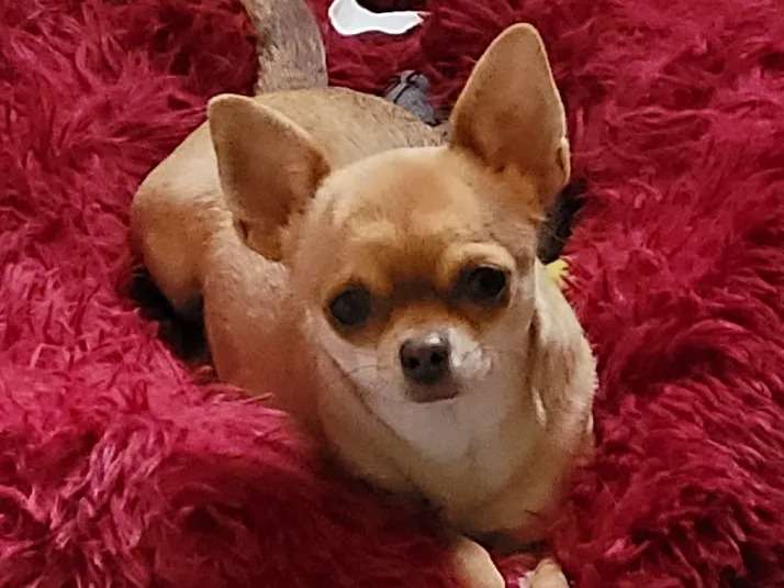 Une chienne Chihuahua  beige LOF de 2 ans (née en janvier 2019) à saisir