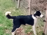 3 chiots Border Collie LOF nés en avril 2021 dispo de suite