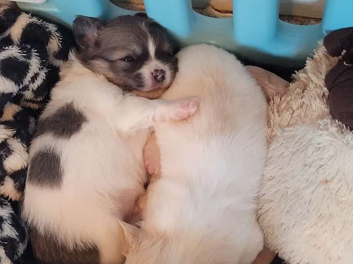 À réserver un chiot Chihuahua blanc et bleu à poil long LOF né en 2021