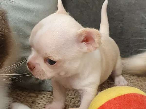 4 chiots Chihuahua mâles nés en octobre 2021 LOF en attente de réservation