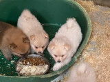 4 chiots Spitz Nain blancs ou fauves nés en 2021 non LOF à vendre