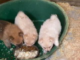 4 chiots Spitz Nain blancs ou fauves nés en 2021 non LOF à vendre