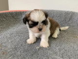 2 chiots Shih Tzu non LOF nés en septembre 2021 à réserver