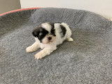 2 chiots Shih Tzu non LOF nés en septembre 2021 à réserver