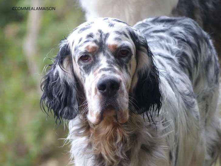 Un chien Setter Anglais bleu belton LOF de 3 ans à vendre