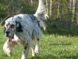 Un chien Setter Anglais bleu belton LOF de 3 ans à vendre