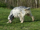 Un chien Setter Anglais bleu belton LOF de 3 ans à vendre