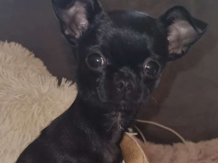 Un chiot femelle Chihuahua noir non LOF à vendre