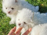 À réserver : des chiots mâles Spitz Nain blancs non LOF