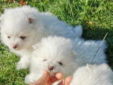 À réserver : des chiots mâles Spitz Nain blancs non LOF