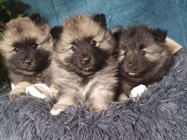 Cinq chiots femelles Spitz Loup LOF au pelage gris-loup à vendre