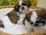 Cinq chiots Shih Tzu tricolores (3 femelles et 2 mâles) non LOF à acheter