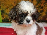 Cinq chiots Shih Tzu tricolores (3 femelles et 2 mâles) non LOF à acheter