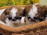 Cinq chiots Shih Tzu tricolores (3 femelles et 2 mâles) non LOF à acheter