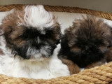 Cinq chiots Shih Tzu tricolores (3 femelles et 2 mâles) non LOF à acheter
