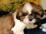 Cinq chiots Shih Tzu tricolores (3 femelles et 2 mâles) non LOF à acheter