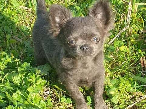 Un chiot Chihuahua bleu LOF disponible à la vente
