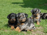 Vends 12 chiots Beauceron arlequin, noir et feu LOF