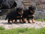 Vends 12 chiots Beauceron arlequin, noir et feu LOF