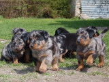 Vends 12 chiots Beauceron arlequin, noir et feu LOF