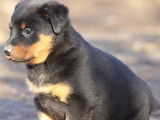 Vends 12 chiots Beauceron arlequin, noir et feu LOF
