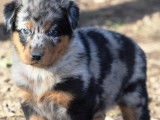 Vends 12 chiots Beauceron arlequin, noir et feu LOF