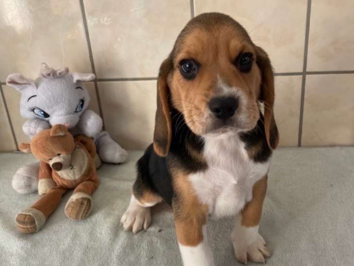2 chiots Beagle tricolores LOF nés en septembre 2021 disponibles