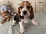 2 chiots Beagle tricolores LOF nés en septembre 2021 disponibles
