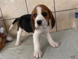 4 Beagle tricolores femelles LOF nées en septembre 2021 à acquérir