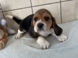 4 Beagle tricolores femelles LOF nées en septembre 2021 à acquérir