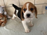4 Beagle tricolores femelles LOF nées en septembre 2021 à acquérir
