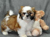Un chiot type Shih Tzu non LOF né en 2021 en vente