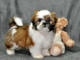 Un chiot type Shih Tzu non LOF né en 2021 en vente