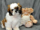 Un chiot type Shih Tzu non LOF né en 2021 en vente