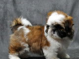 Un chiot type Shih Tzu non LOF né en 2021 en vente