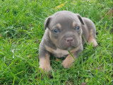Réservation ouverte pour un chiot American Bully tricolore LOF