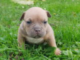 Réservation ouverte pour un chiot American Bully tricolore LOF