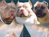 Réservation ouverte pour un chiot American Bully tricolore LOF