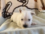 3 chiots mâles Westie blancs LOF nés en octobre 2021 à vendre