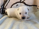 3 chiots mâles Westie blancs LOF nés en octobre 2021 à vendre