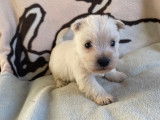 3 chiots mâles Westie blancs LOF nés en octobre 2021 à vendre
