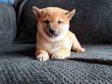 Vente d’un chiot type Shiba fauve non LOF né en 2021