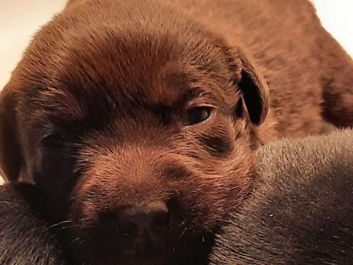 5 chiots Labrador nés en octobre 2021 LOF à saisir