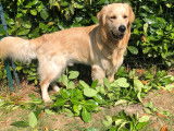 Golden Retriever disponible pour saillie